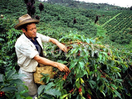 Where they make Colombian coffee
